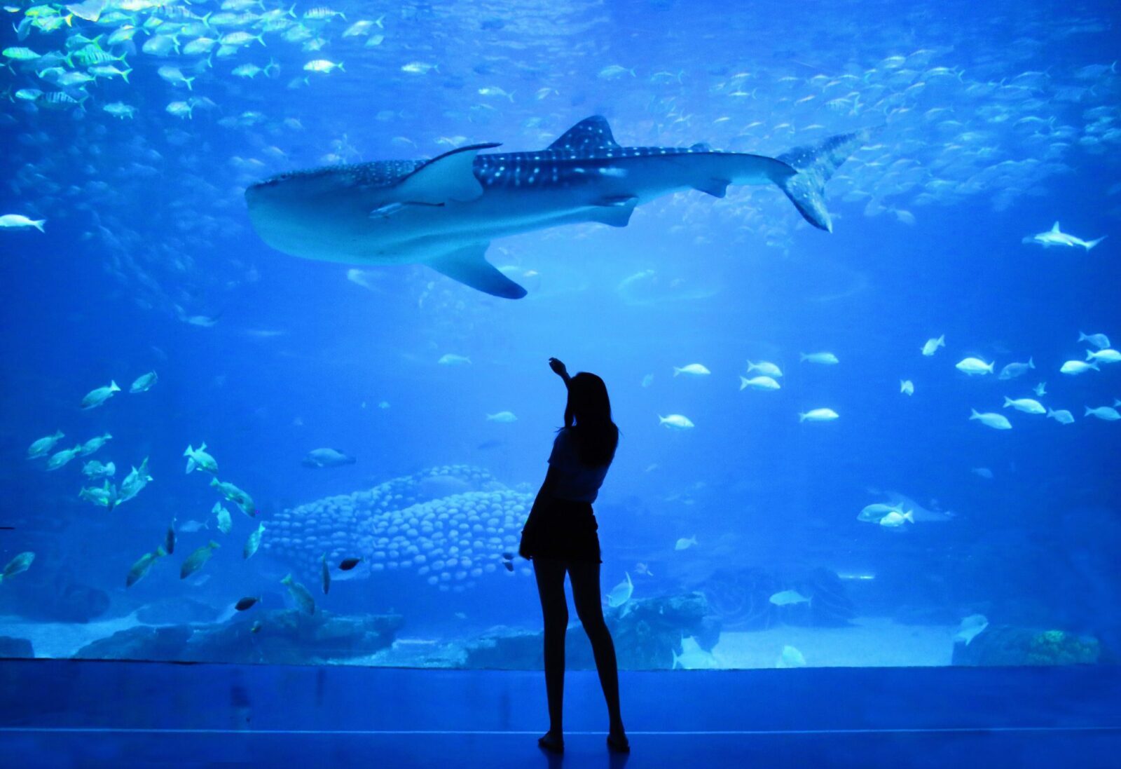 Baltimore aquarium